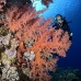 coral_soft_shsh_si_v_0093_egy4789.jpg